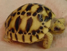 Platynota 06d