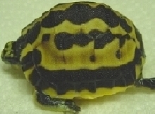 Arachnoides 5-6-06