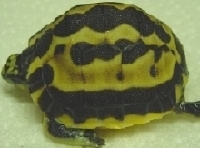 Arachnoides 5-6-06