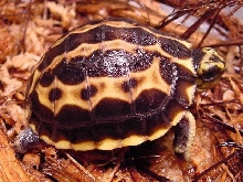Arachnoides 1