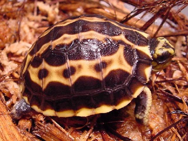 Arachnoides 1