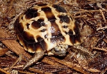 Brygooi Yearling 1