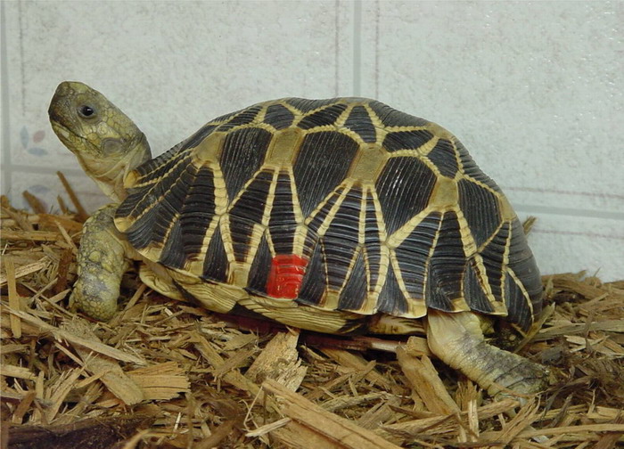 Adult Burmese Male #1
