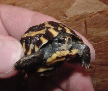 Pyxis planicauda '06a