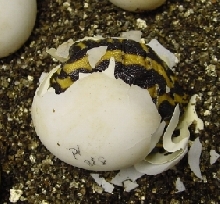 Pyxis planicauda '06b
