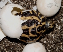 Pyxis planicauda '06c