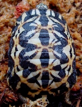 Pyxis arachnoides oblonga '04 Holdback #2