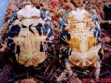 Pyxis a. oblonga plastron
