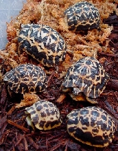 Pyxis a. oblonga '04-'05 holdbacks