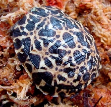 Pyxis arachnoides oblonga '05 holdback