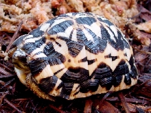 Pyxis arachnoides oblonga '04 Holdback