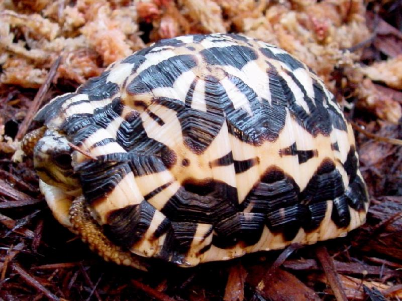 Pyxis arachnoides oblonga '04 Holdback