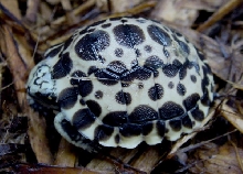 Oblonga 2