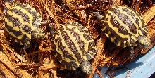 Planicauda '06b