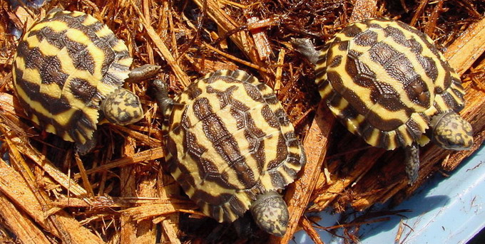 Planicauda '06b