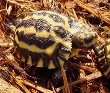 Planicauda '06c
