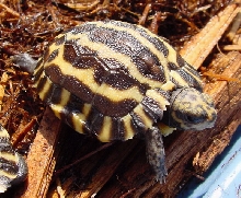 Planicauda '06e