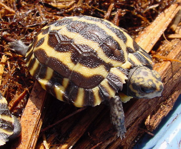 Planicauda '06e