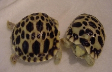 Platynota