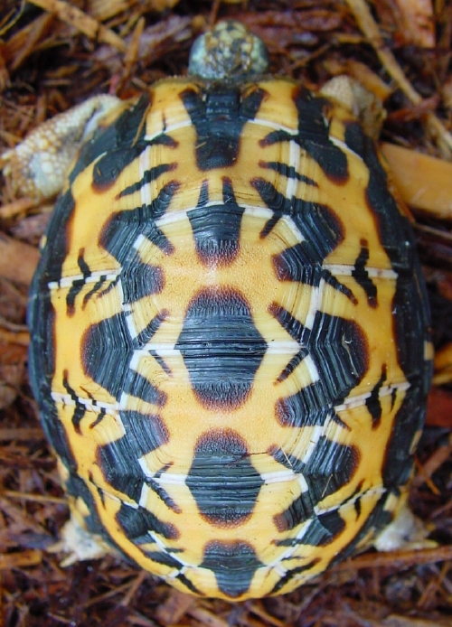 Brygooi 2yr old 7/06 #2