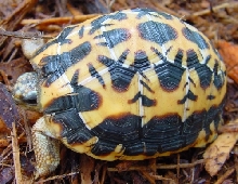 Brygooi 2yr old 7/06 #1