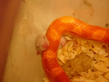 corn1