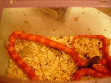 corn 3