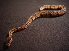 female1c