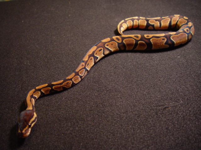 female1c