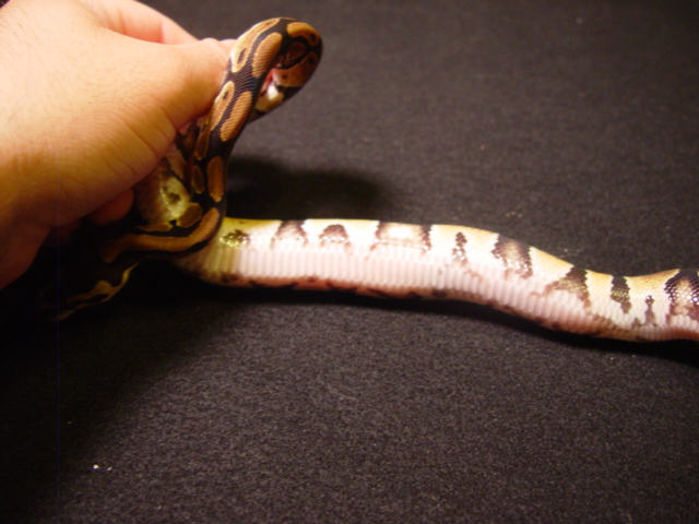 female1a