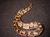 male1