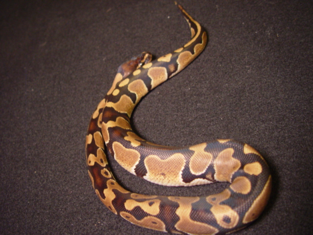 male1