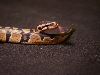 male1