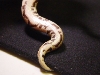 male1