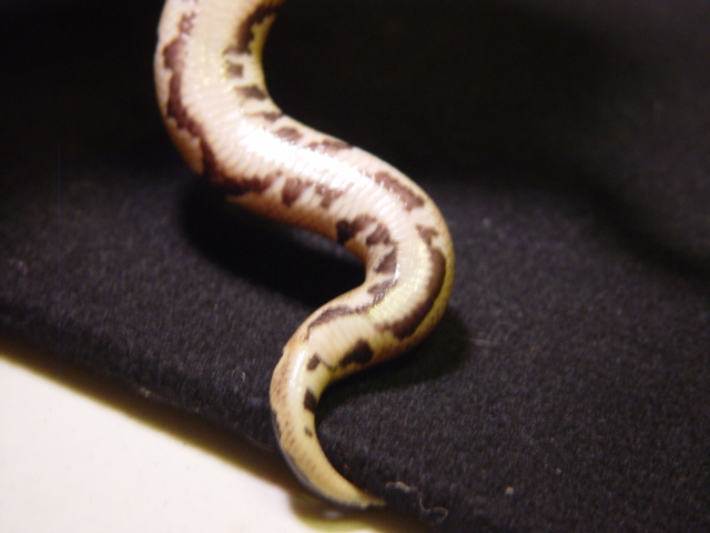 male1