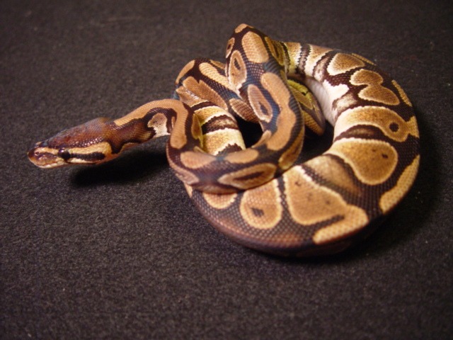 female2
