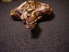 female2