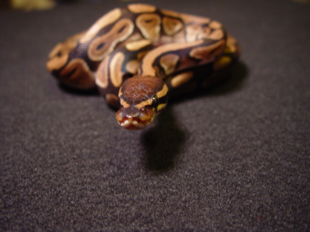female2