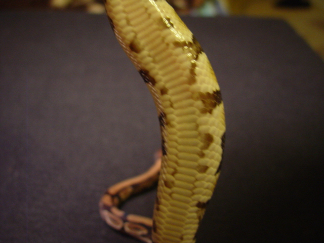 female2