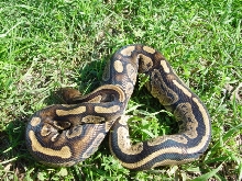 granite