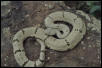Hueco Mt. C. l. lepidus