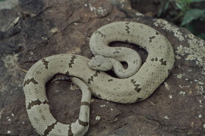 Hueco Mt. C. l. lepidus