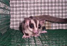 Simone