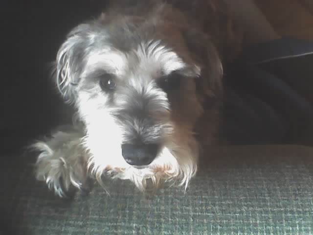 Buddy