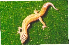 la loka,  what morph is she?