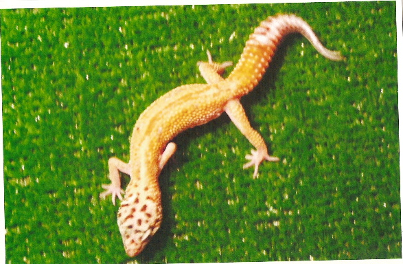 la loka,  what morph is she?