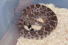 male pastel western diamondback