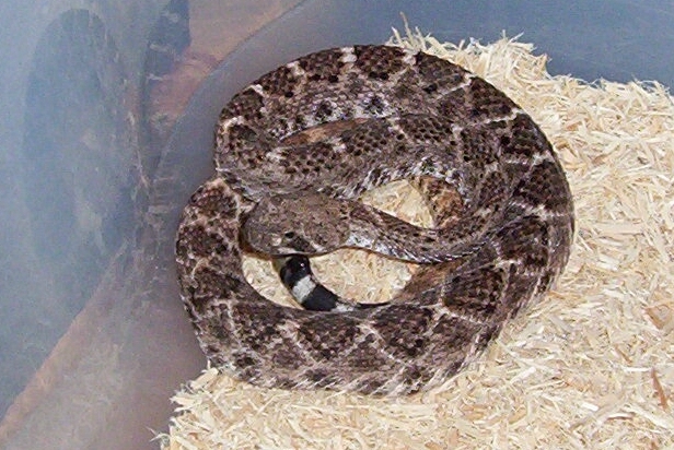 male pastel western diamondback