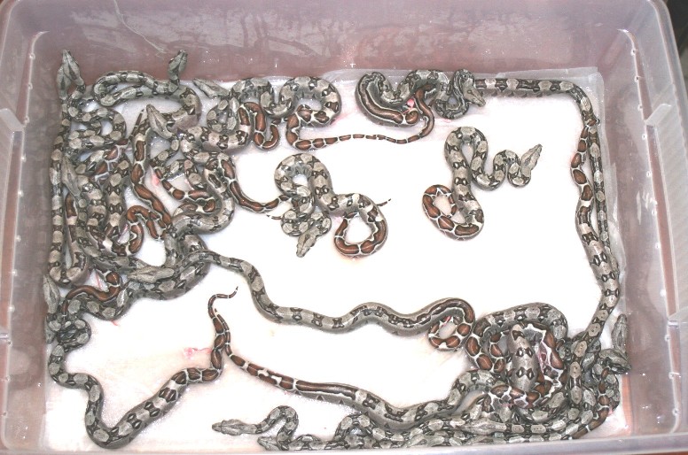 Cool Boas