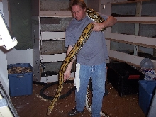 female tiger het
